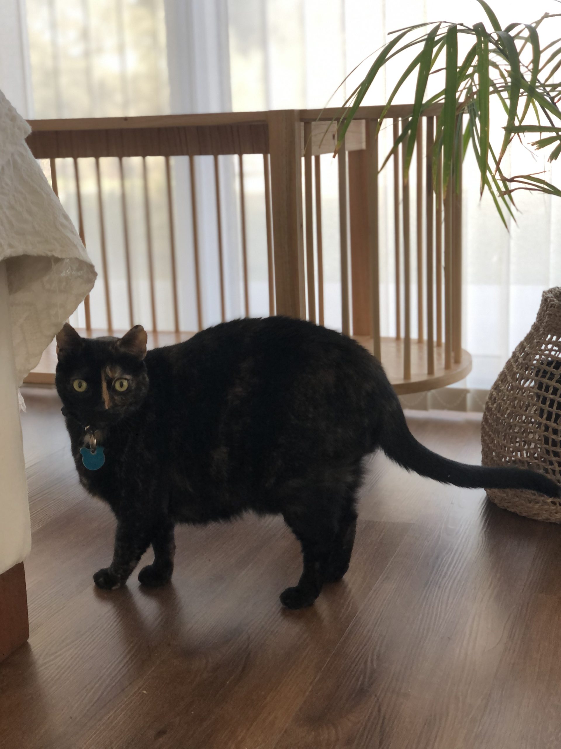 – B A S T Ø N E –